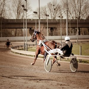 Harness,Racing,.horse
